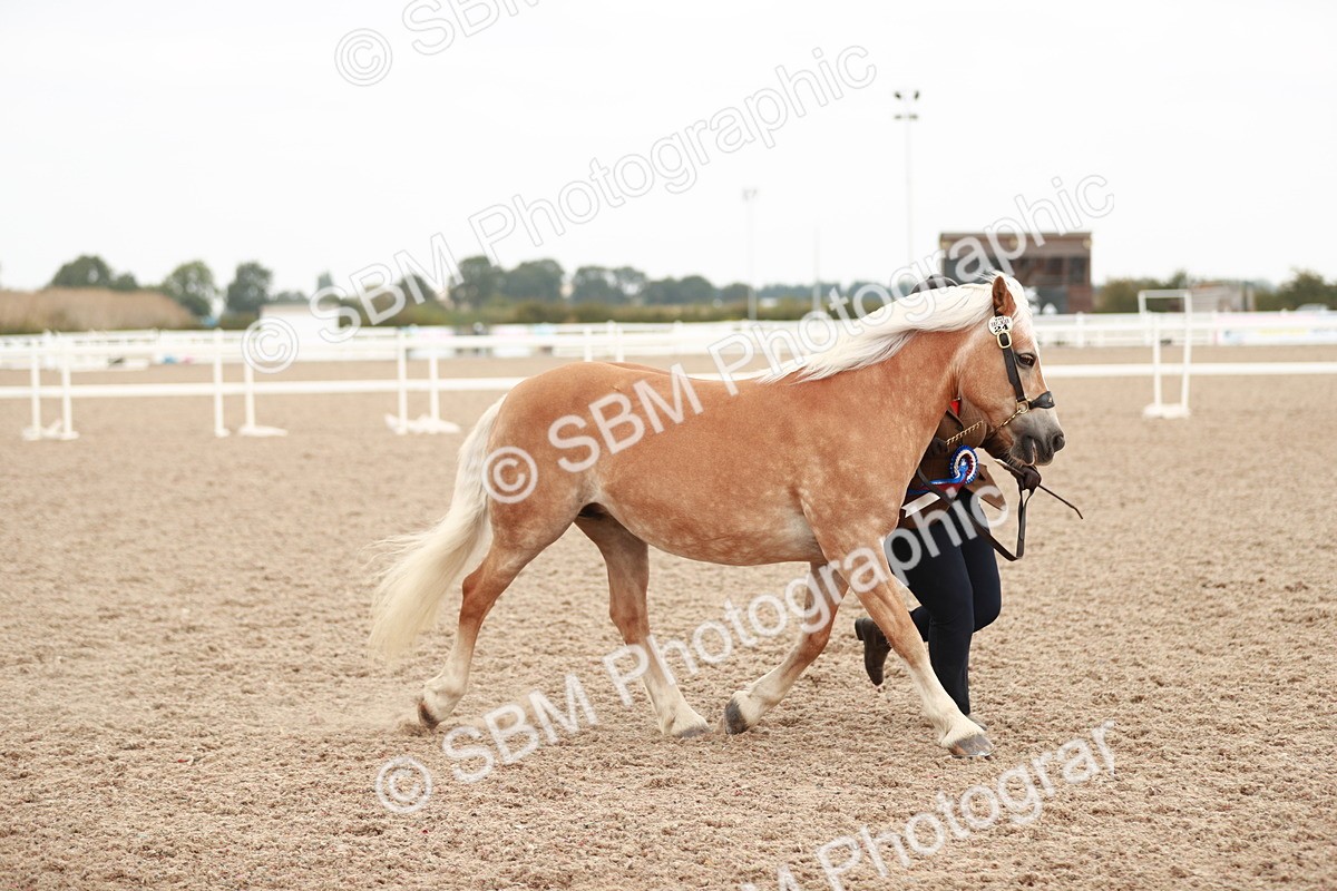 SBM_11947 - Class 206 IH Non Show Type Pony