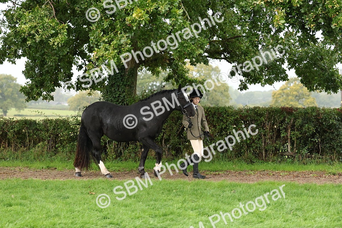 SBM_35258 - S10 - Best In Hand Horse & Pony