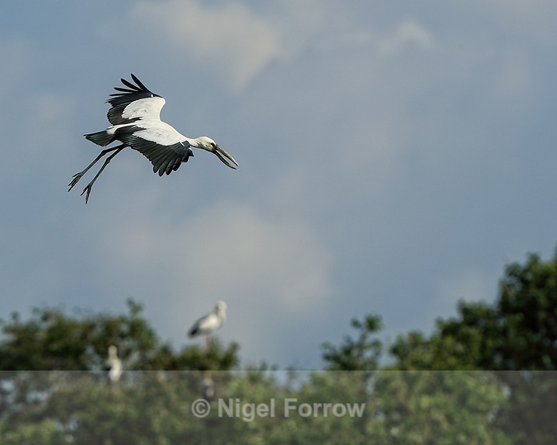 Flying Asian Openbill, Gao Giong, Vietnam - Asian Openbill
