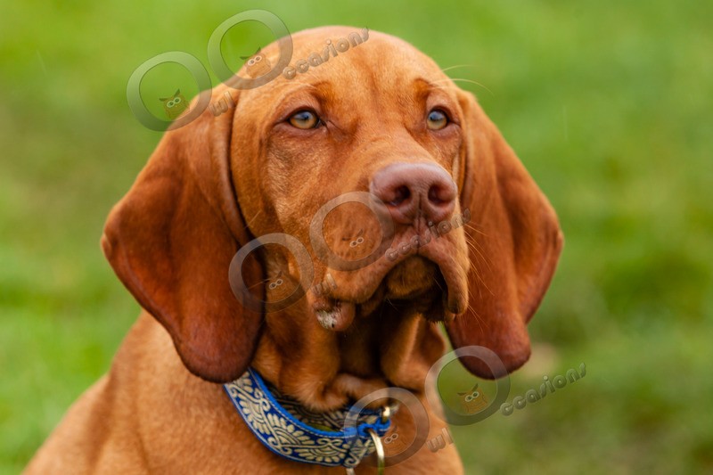 Vitsula_4078 - Pet Photography