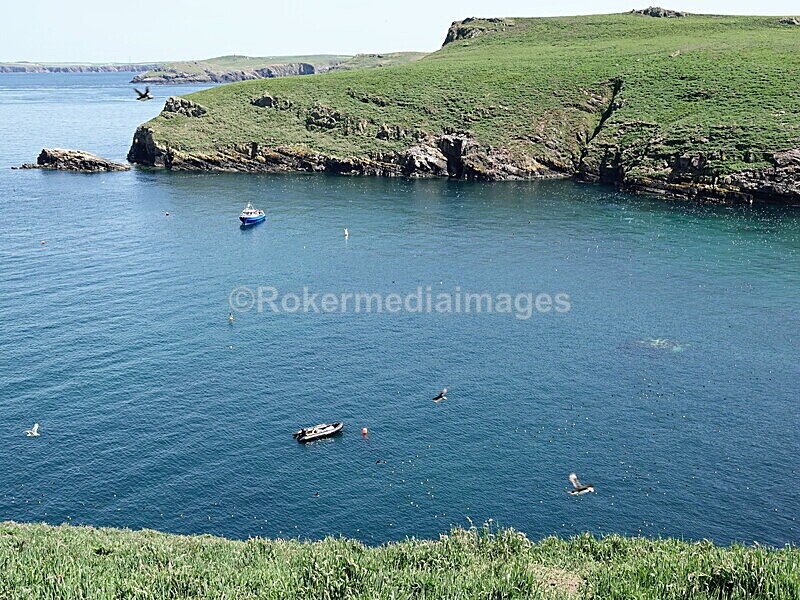 DSC00425 - Skomer 2019