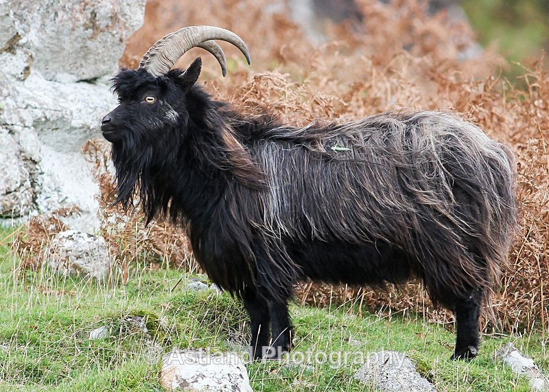 Astland Photography, Bird and Wildlife Images, Susan and Peter Wilson, U.K.