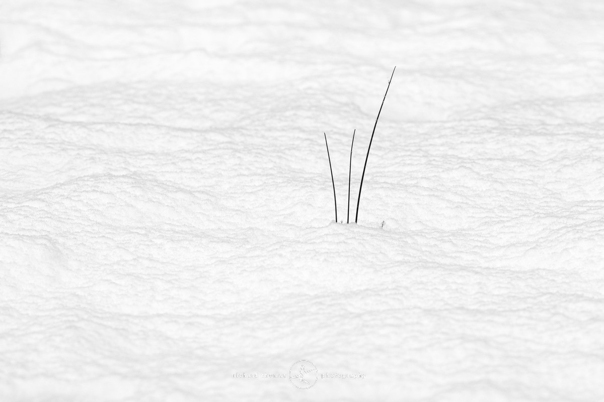 White blades - WINTER