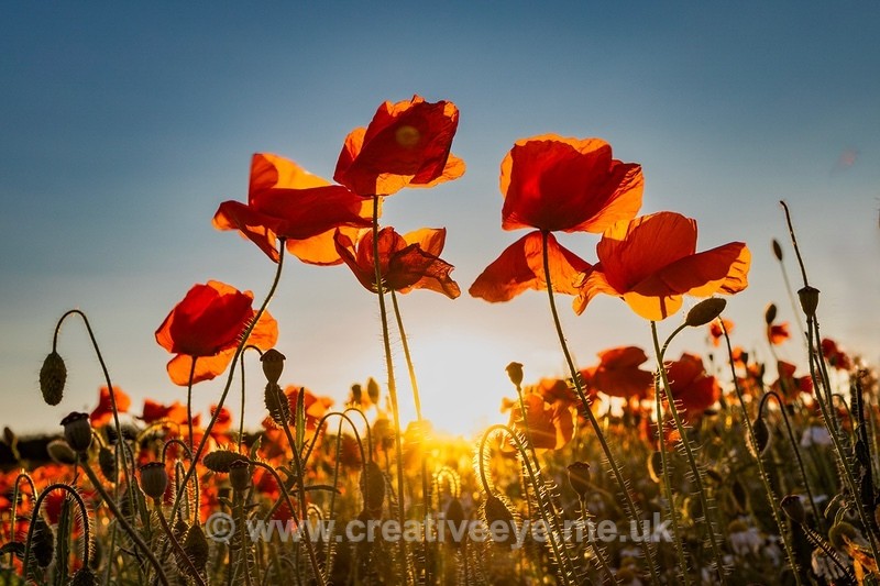 No.0123 Exton Road Poppies - Landscape