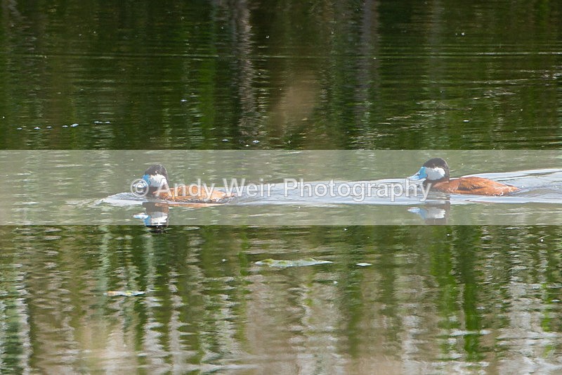 20130608-_MG_3913 - Ruddy Duck