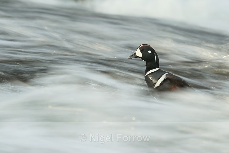Harlequin Duck (male) in fast-flowing water, Iceland - Harlequin Duck