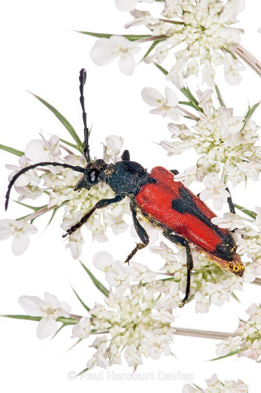 Longicorn Beetles (Stenurella bifasciata) - Small Creatures - WB