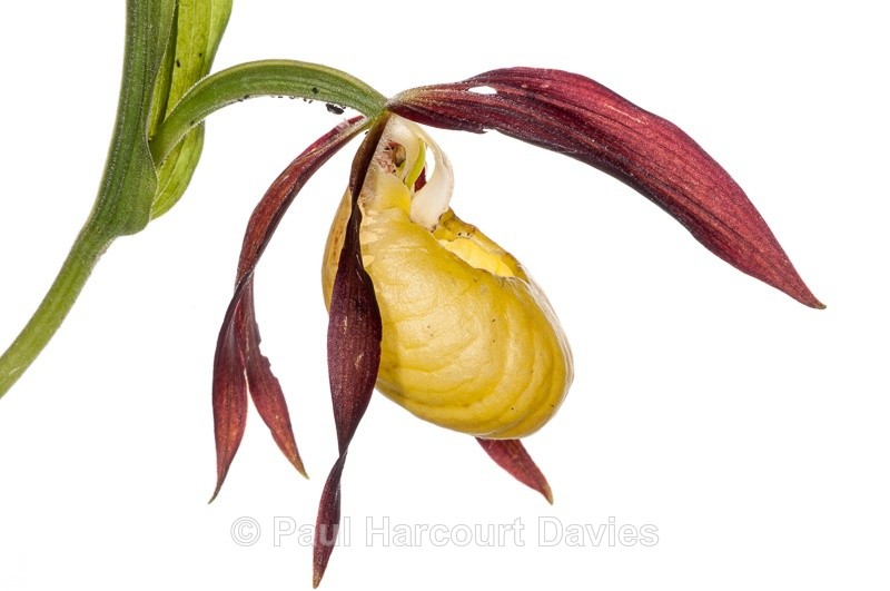  - WB: Orchids - Various
