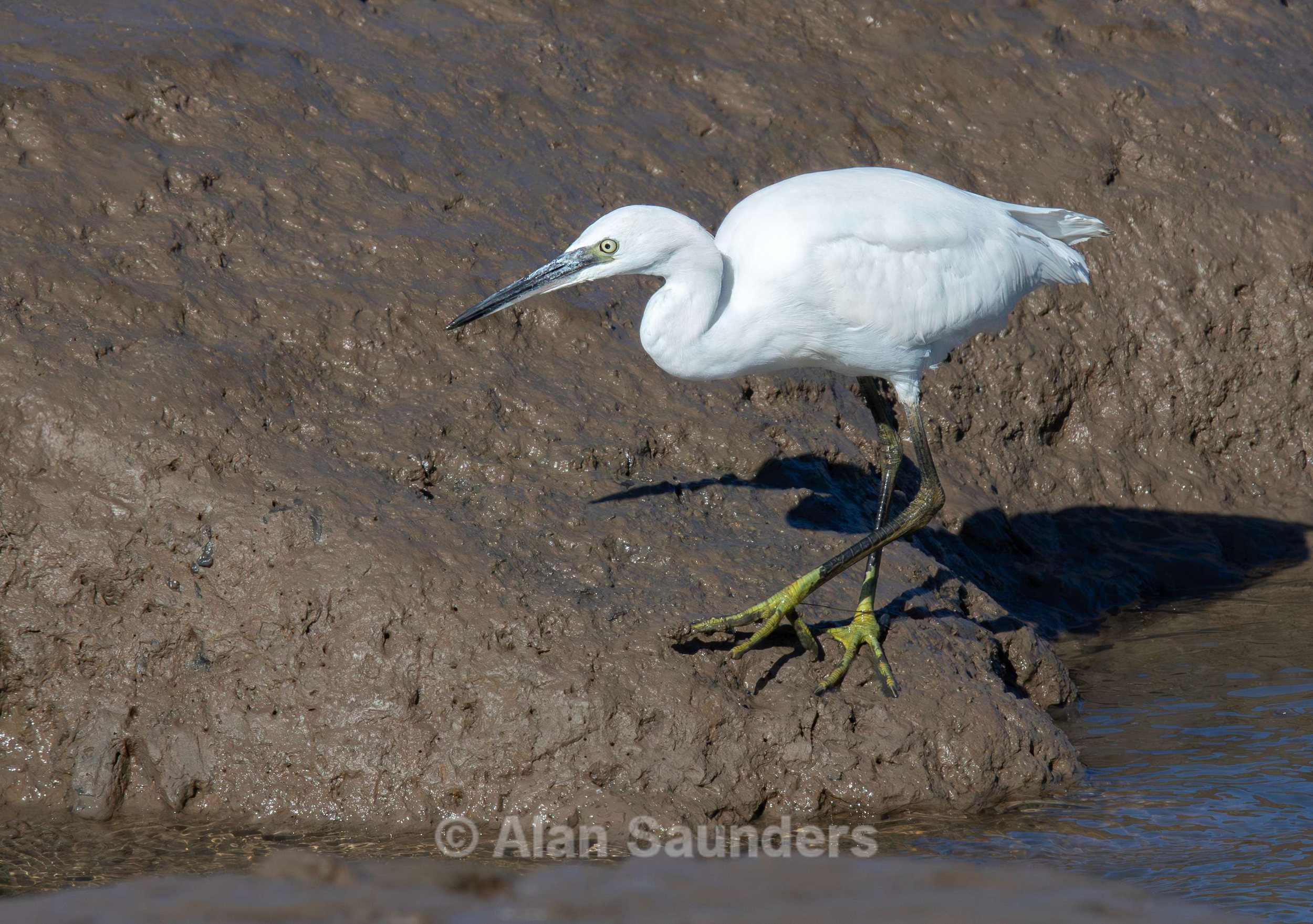 Little Egret 1