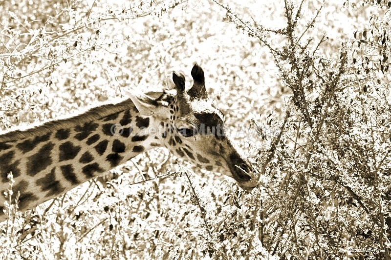 IMG_2461 Maasai Mara - Giraffes