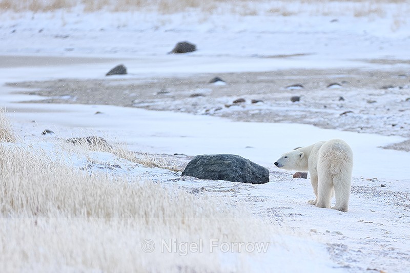 Polar Bear standing on beach, Churchill, Canada - Polar Bear