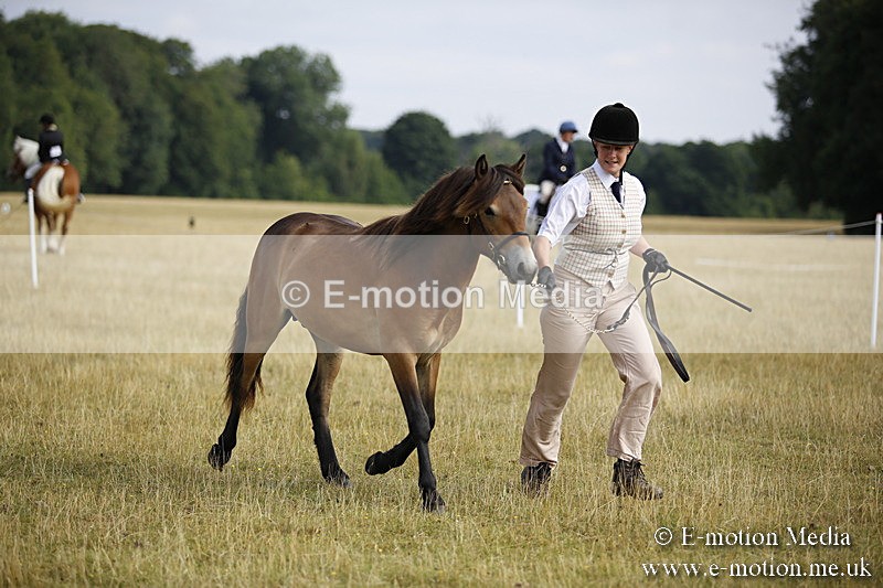 _C7A9238 - BVRC Sow 2018 Ring 2