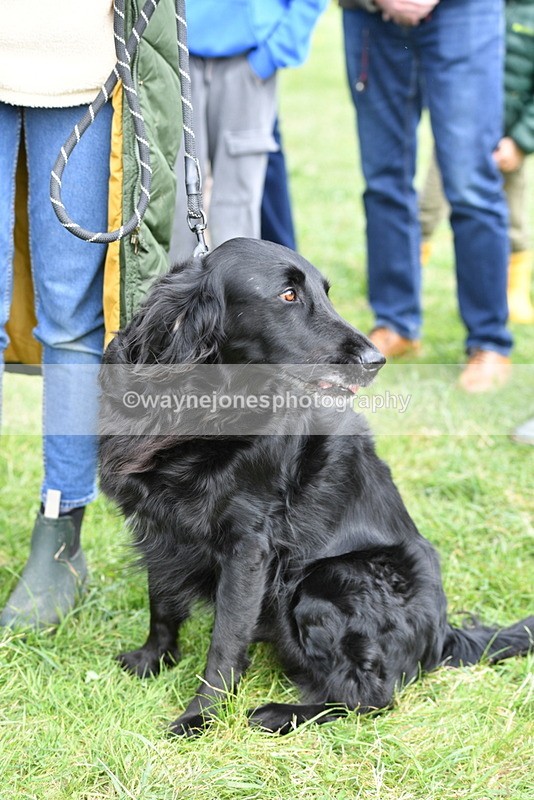 WJ5_9273 - Class 1 Best Cross Breed / Heniz 57