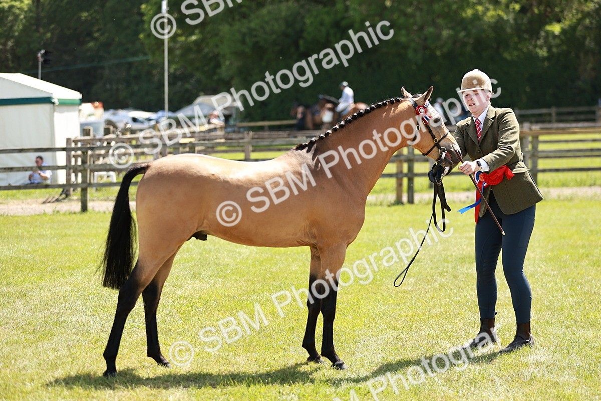 SBM_05591 - Class 41-45 - Riding Pony-Hunter Pony Breeding