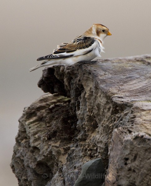 SNOW BUNTING , KINMEL BAY JAN 2011 - SNOW BUNTINGS