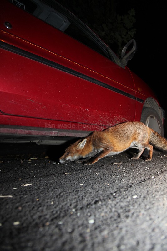  - Urban Foxes, Bristol, Great Britain