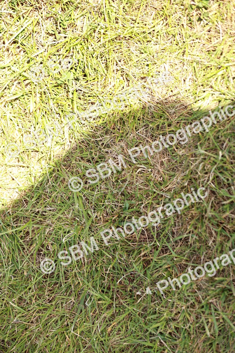 SBM_05480 - Class 41-45 - Riding Pony-Hunter Pony Breeding