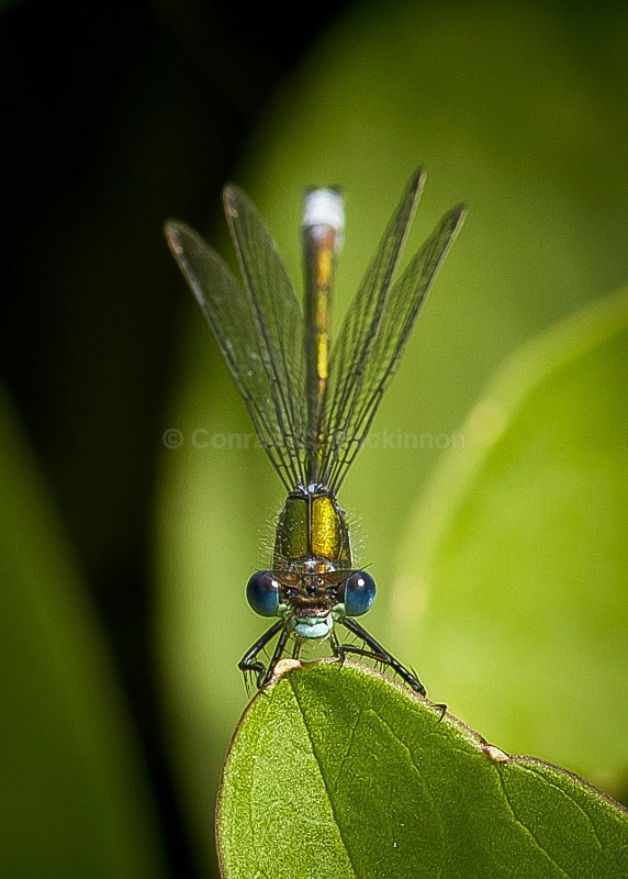 Eyes of blue - Dragons