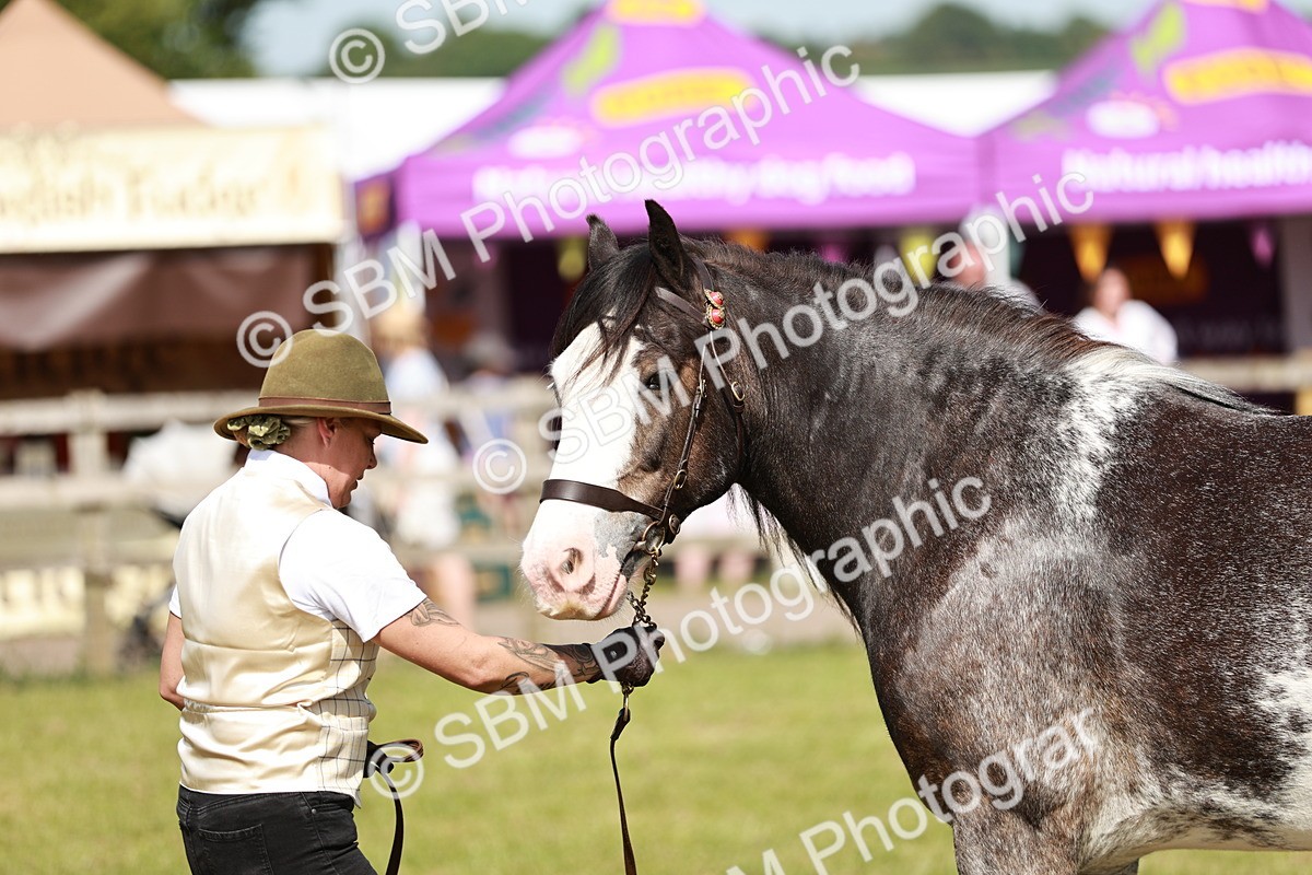 SBM_08798 - Class 63-65 - Traditional Gypsy Cobs In Hand & Ridden