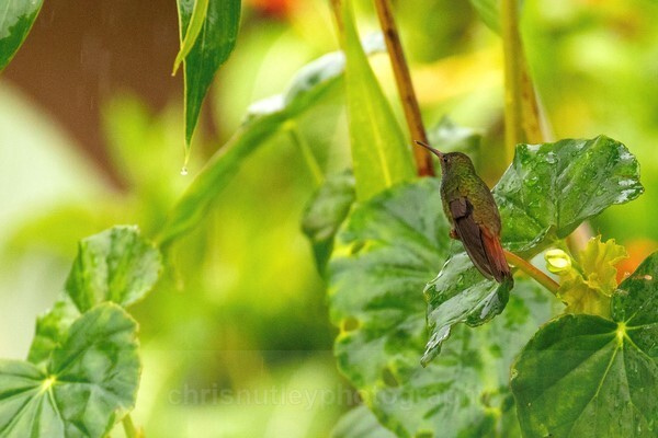  - Birds of Costa Rica and Mauritius