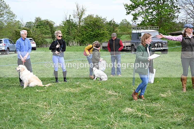 WJ6_9151 - Class 8 Best Working / Gun Dog or Bitch