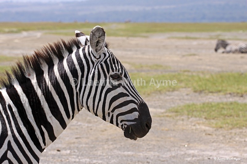 IMG_0596 Nakuru - Zebras