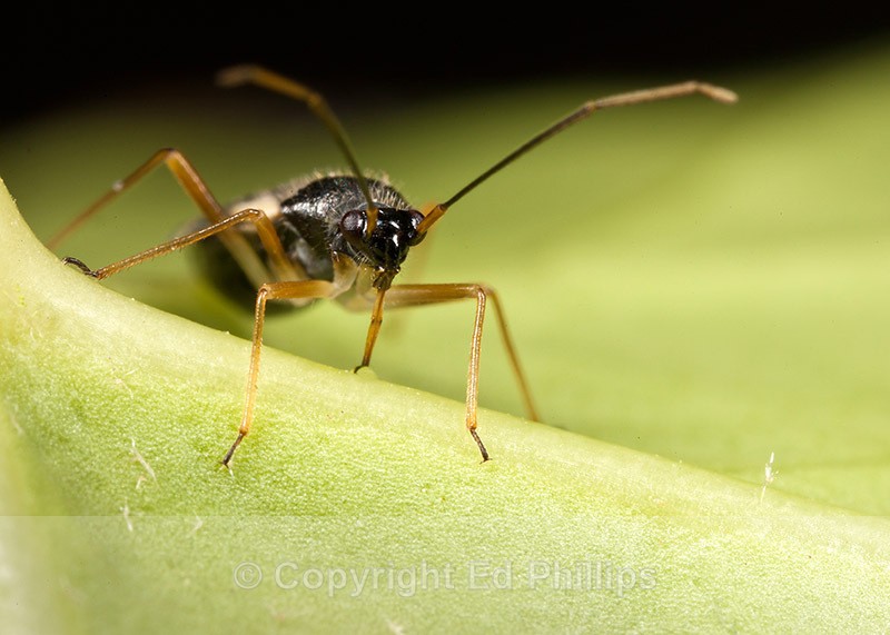 Dryophilocoris flavoquadrimaculatus - Dryophilocoris flavoquadrimaculatus