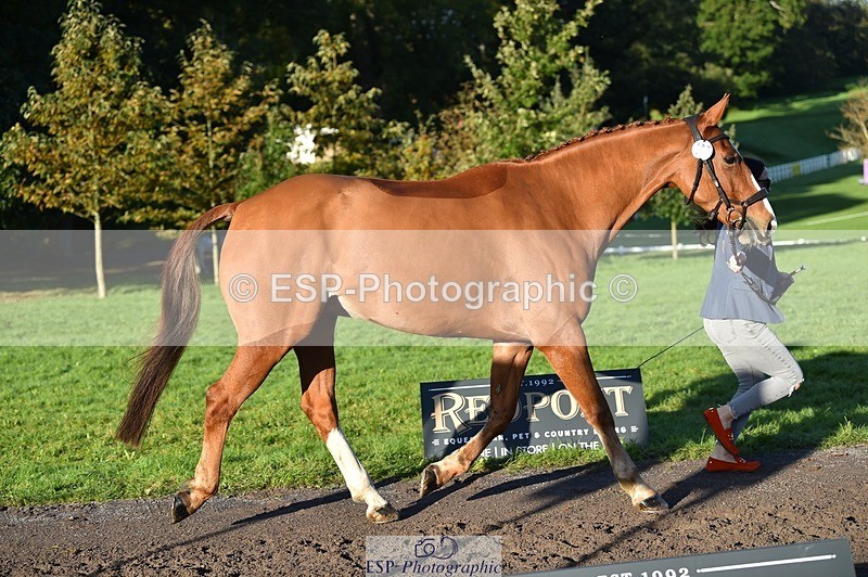 231022-093426-21887 - 407-UNNAMED.(809948)-Lucy.Strong-TrotUp+SJ