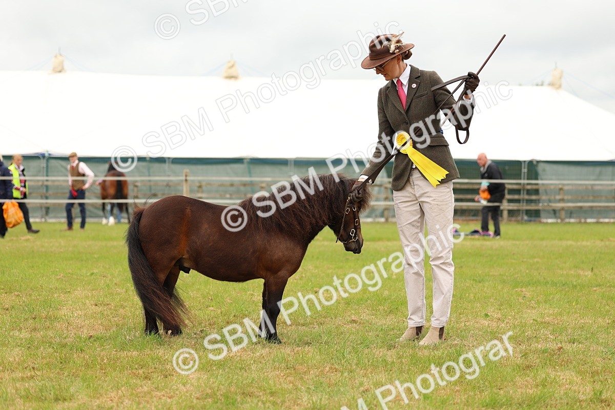 SBM_04497 - Class 64-67 - Shetland Pony In Hand