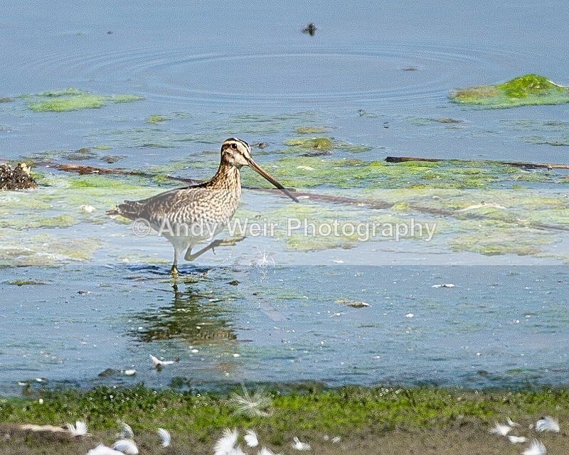 20110730-_MG_6432 - Common Snipe