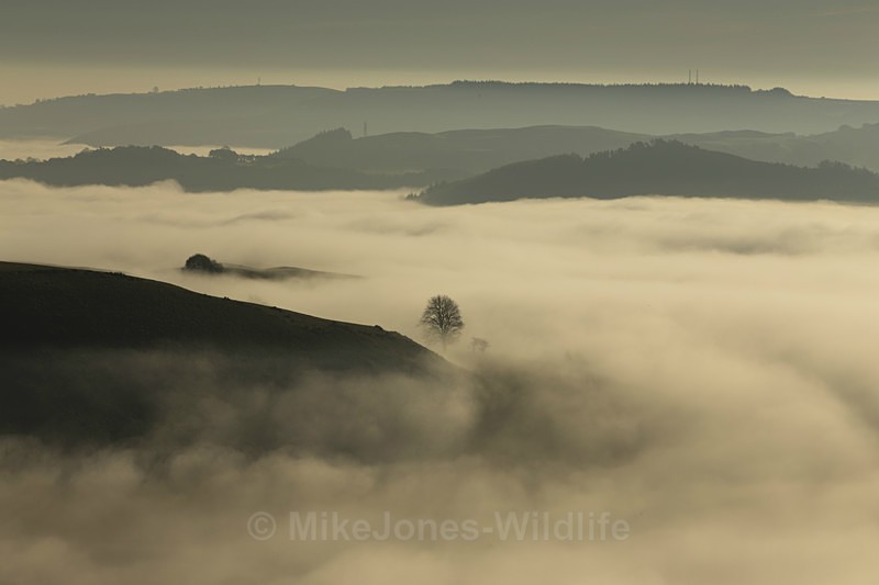 The Lone Tree, LLangollen, North Wales - ANGLESEY @ NORTH WALES LANDSCAPE PHOTOGRAPHY