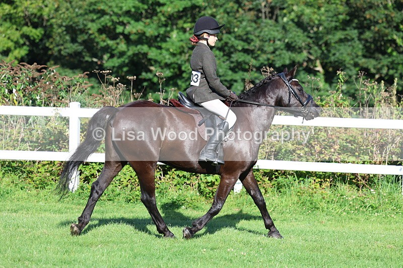 3E7A7556 - Class 1: Novice Working Hunter Pony