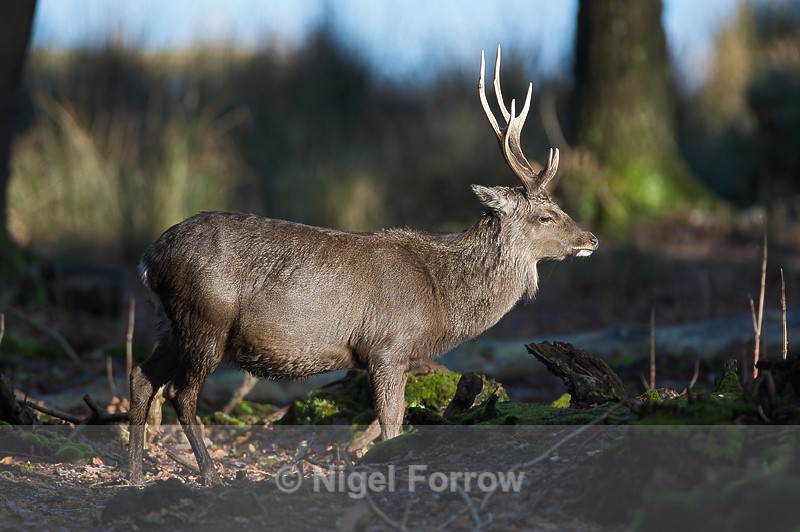 Sika Deer at Arne - Deer