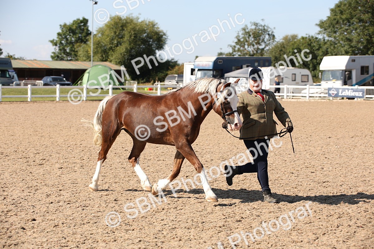 SBM_02775 - Class 16 IH M&M Wildcard