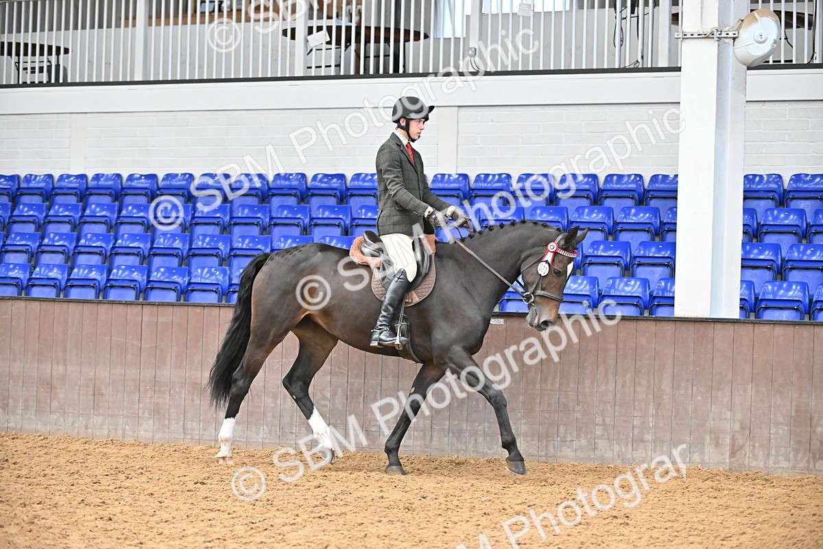 SBM_001441 - Class 19,20 - Ridden Native, Foreign Breeds & Warmbloods