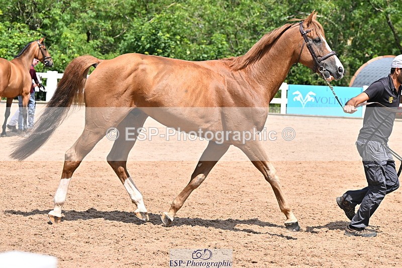 240718A-105250-01211 - Trot Up 12pm to 1pm