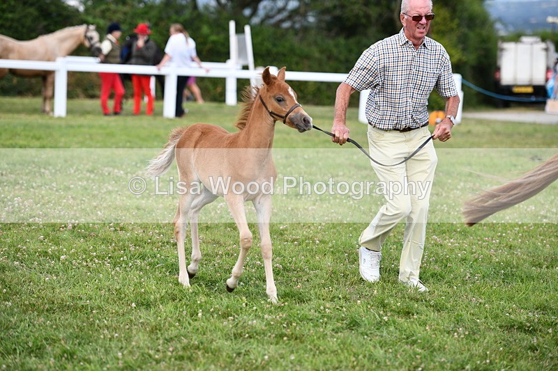 DSC_8509 - Class 69: Pure, Anglo & Part Bred In Hand Arab