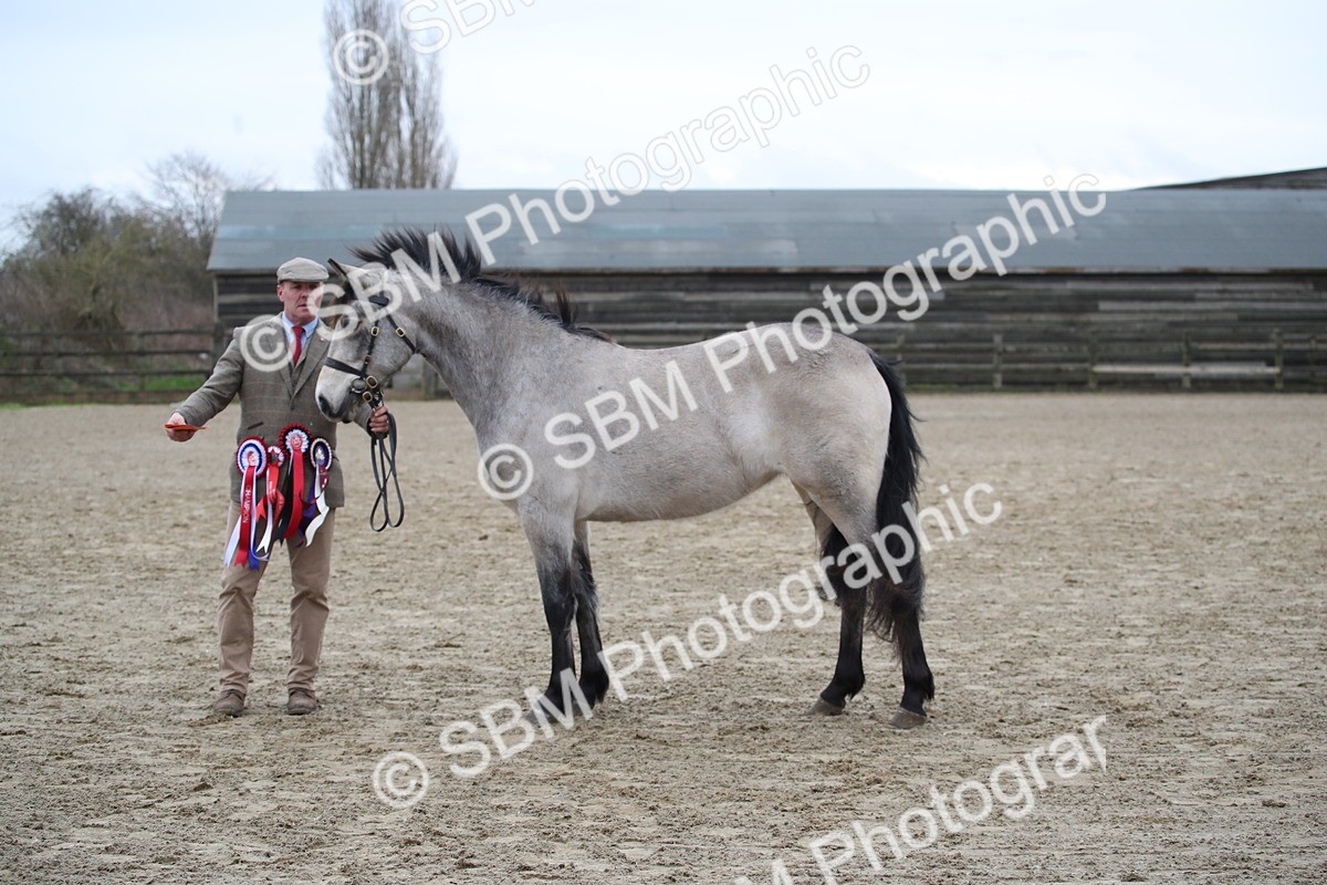 SBM_004122 - Class 1-4 - Young Stock classes Inc. In Hand Championship