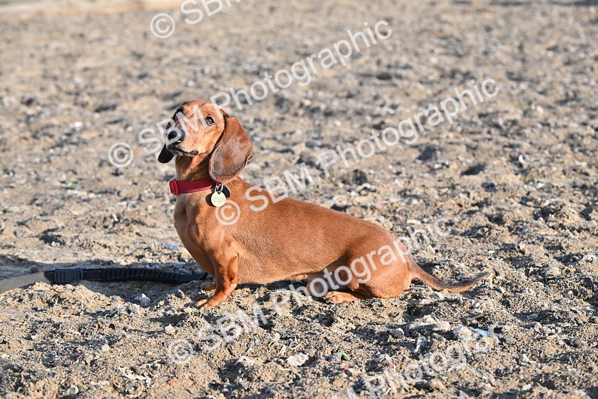 SBM_09408 - Lorry Dogs