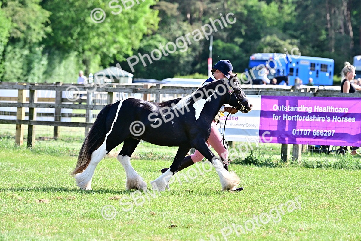 SBM_10061 - Class 63-65 - Traditional Gypsy Cobs In Hand & Ridden