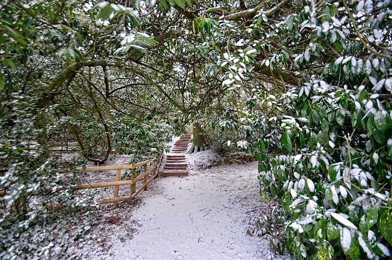 Snowy walkway at Cockington - Cockington