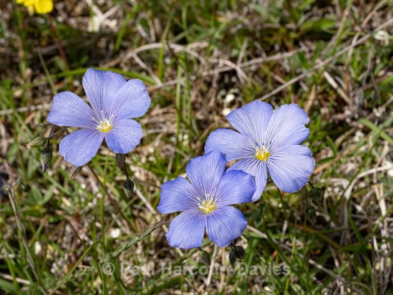 Perennial flax (Linum perenne)  also blue flax  - Gargano - Wild Flowers