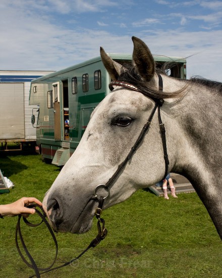 15 - Equestrian Photography