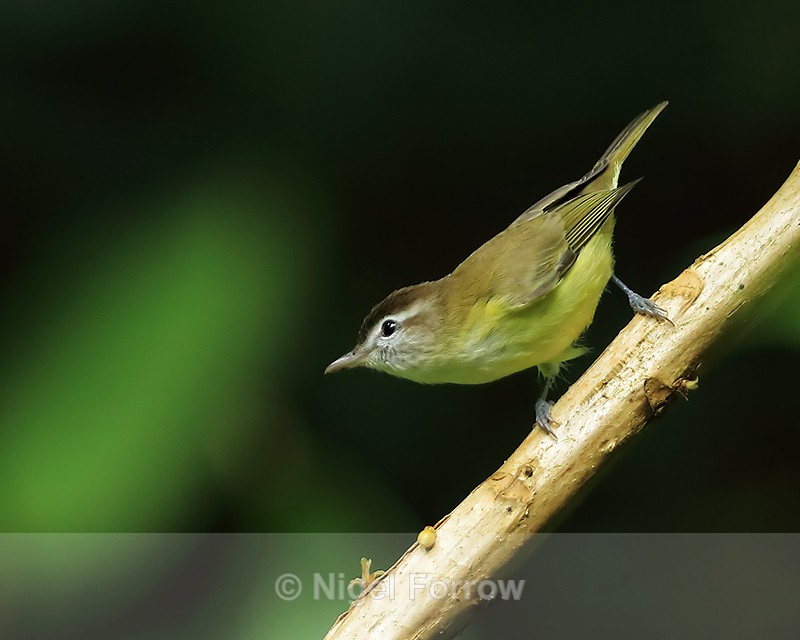 Brown-capped Vireo, Pipeline Trail, Boquete, Panama - Brown-capped Vireo