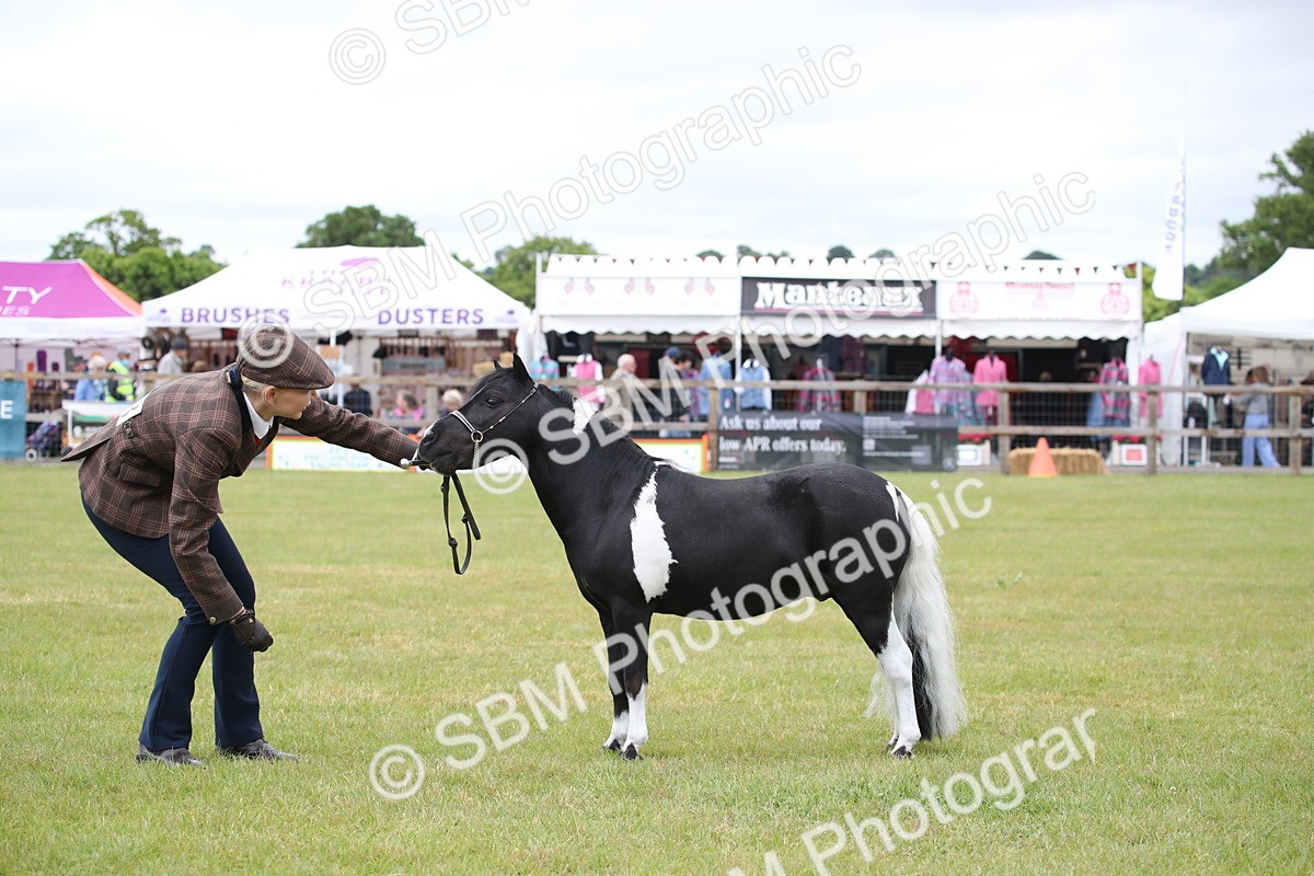 SBM_03781 - Class 23-25 - British Miniature Horse of the Year