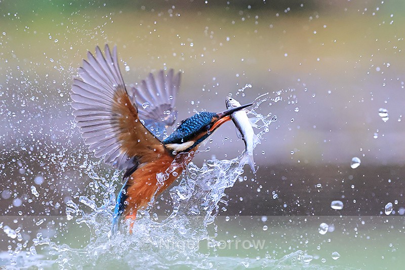 Kingfisher bursts from water with fish, Otterbourne, Hampshire - Kingfisher