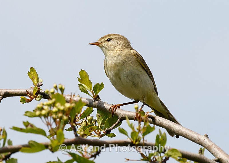 Astland Photography, Bird and Wildlife Images, Susan and Peter Wilson, U.K.