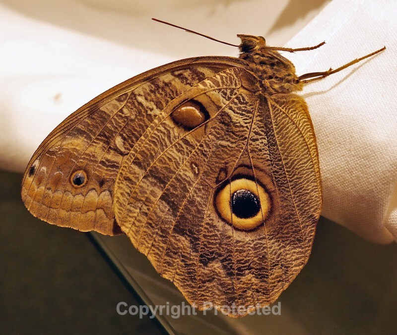 Hugh Elliott - South American Moth - Leica D-Lux 7 - The Leica Fellowship Gallery
