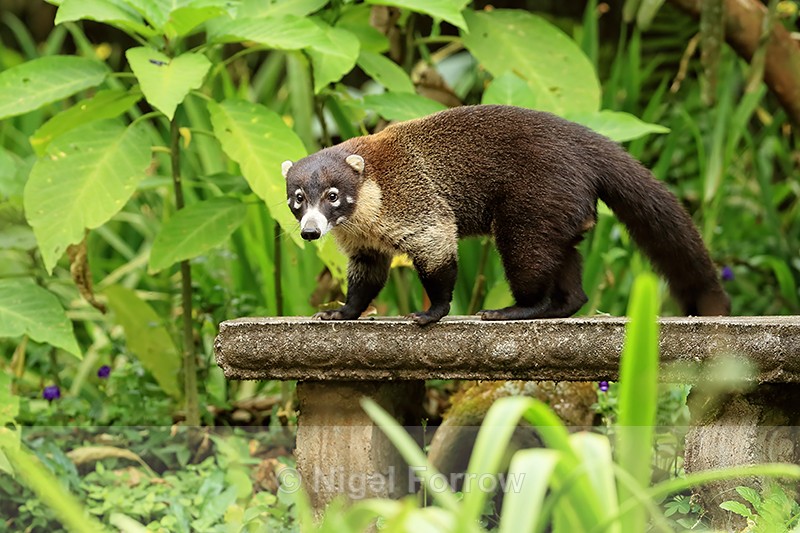White-nosed Coati, Del Toro waterfall gardens, Costa Rica - Coati
