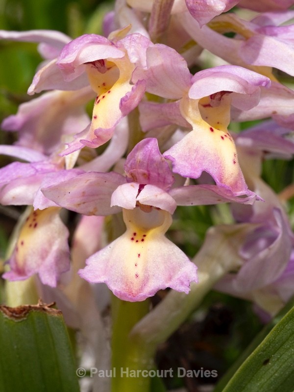 Hybrid Orchis - Orchis x colemanii ( Orchis mascula x O. pauciflora) - Wild Orchids - 2